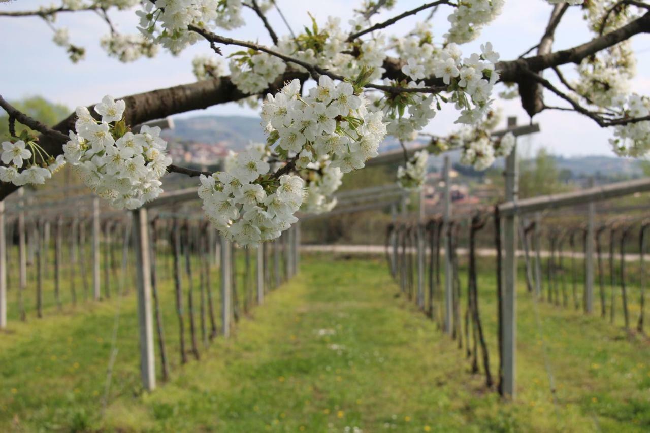 Campagnon Valpolicella SantʼAmbrogio di Valpolicella